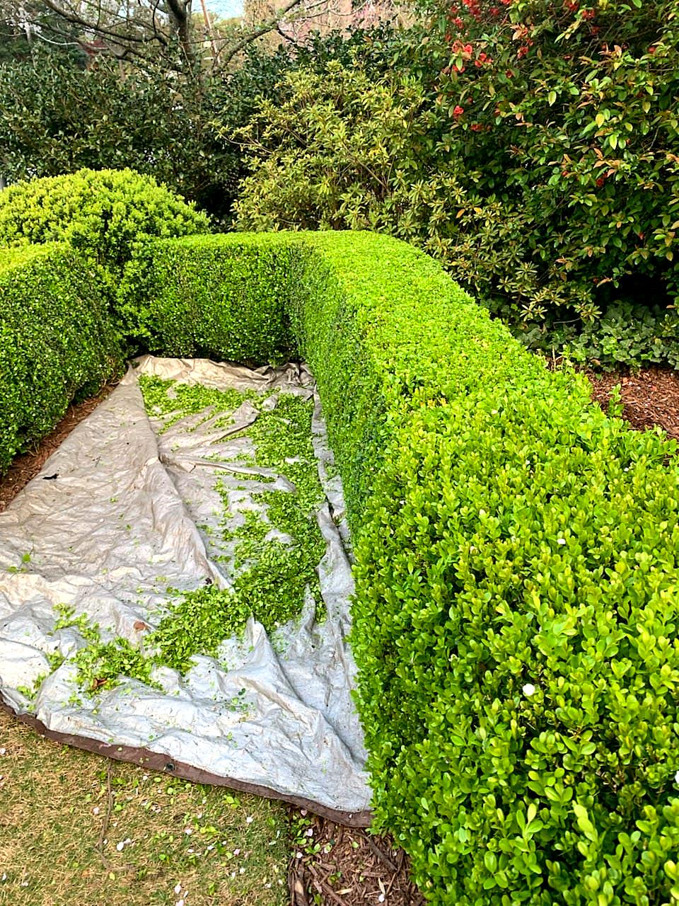 New boxwood hedge