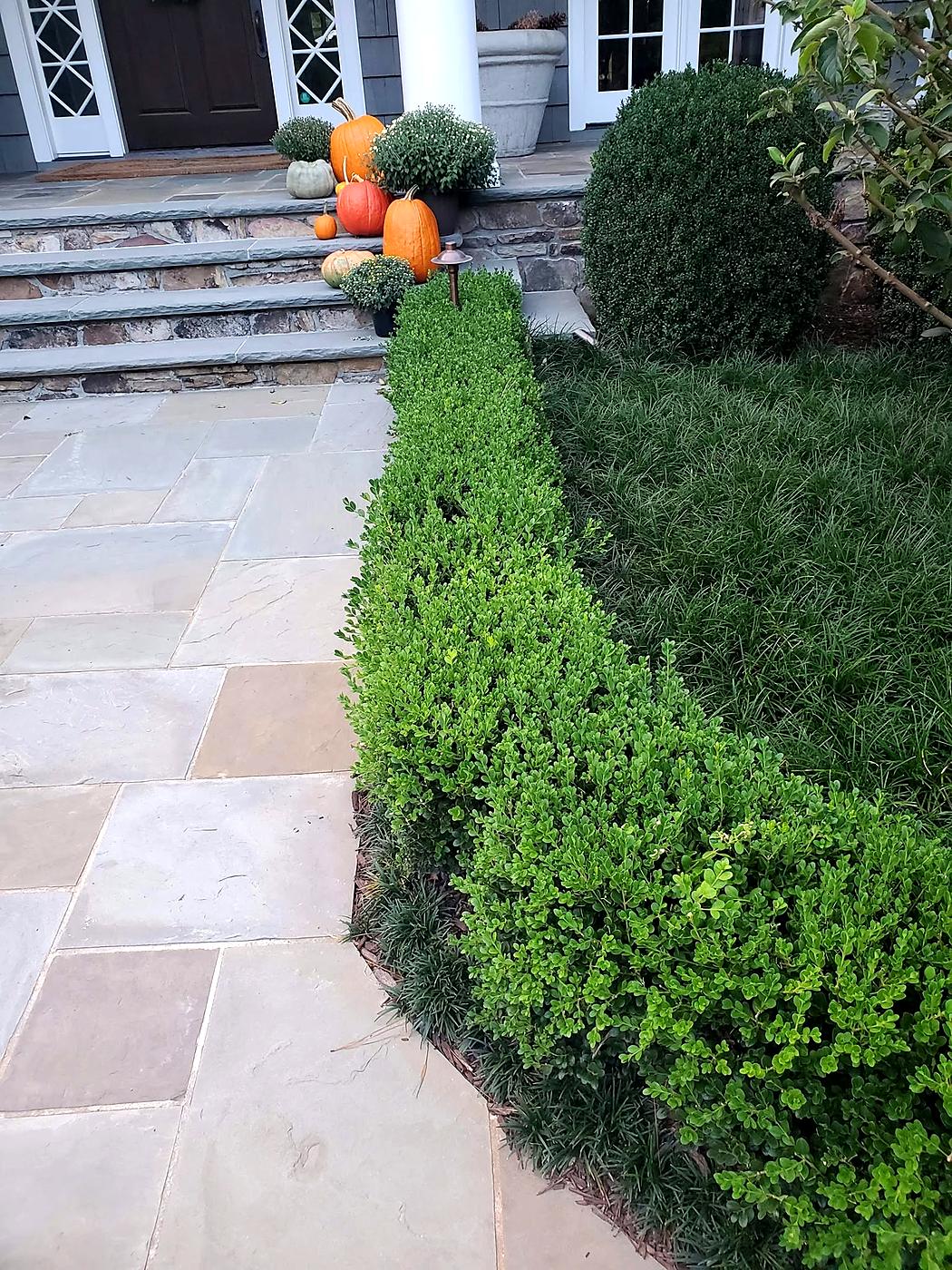 Boxwood hedge along a stone walkway in Atlanta