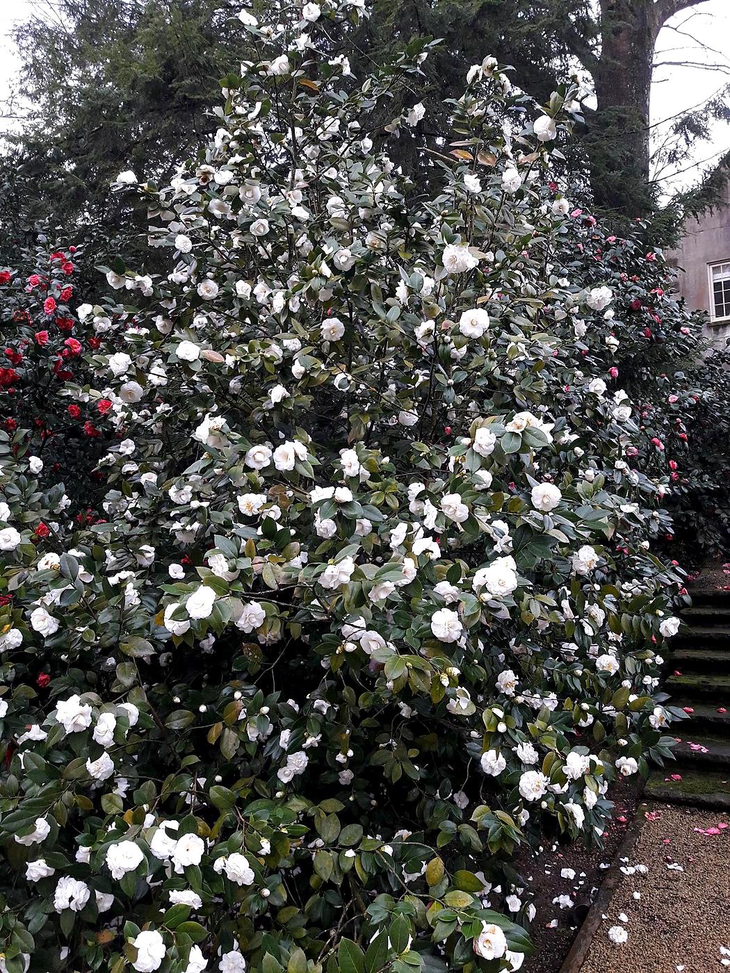 Healthy camellia in full bloom by Damaso Landscaping, Atlanta GA