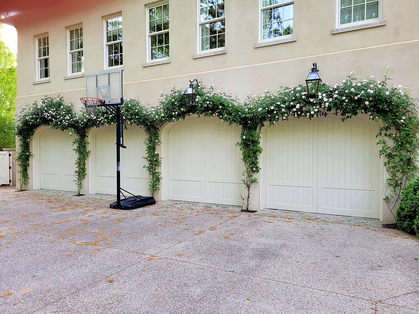 Climbing roses over garage doors
