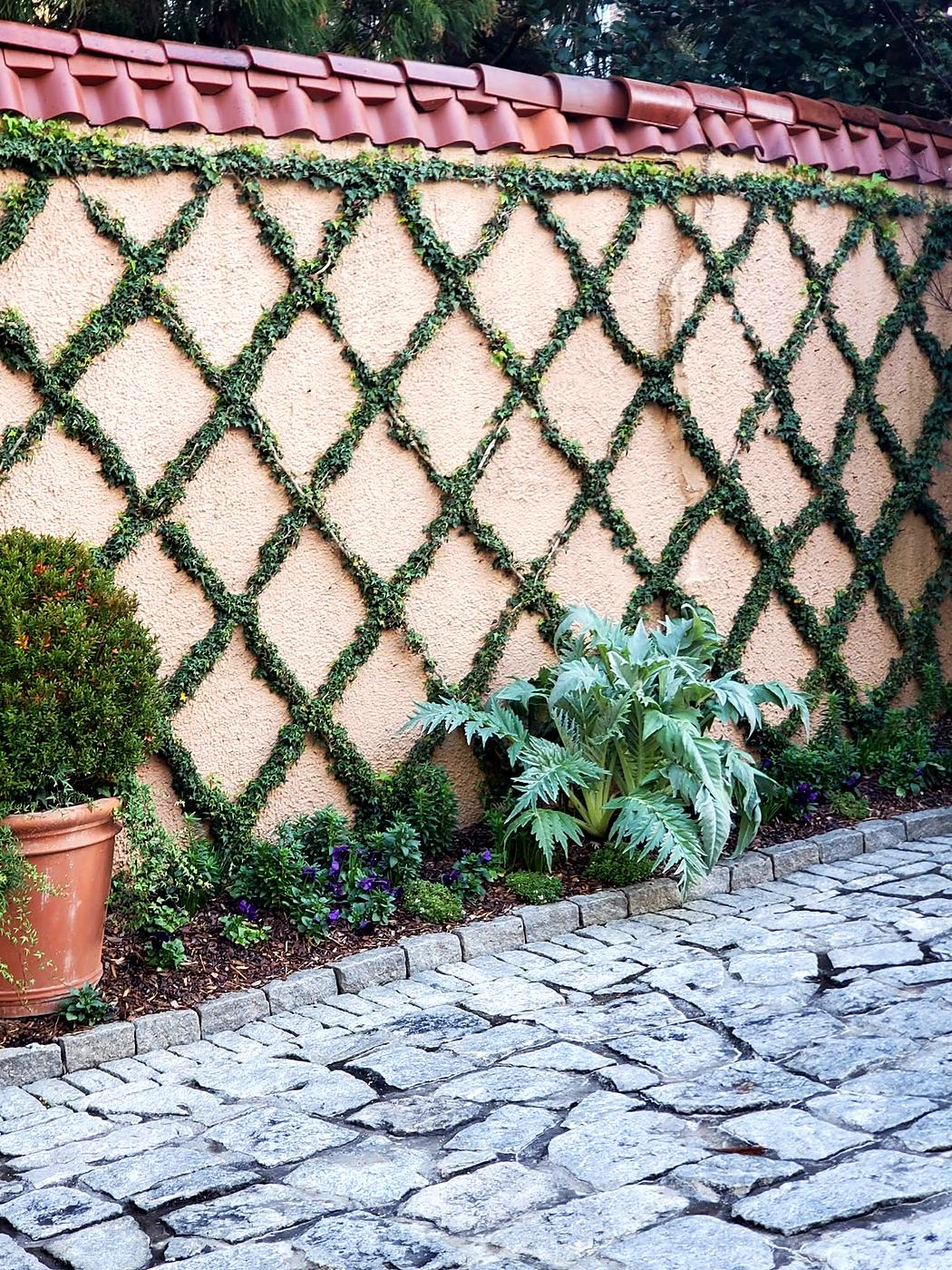 Espalier vine wall