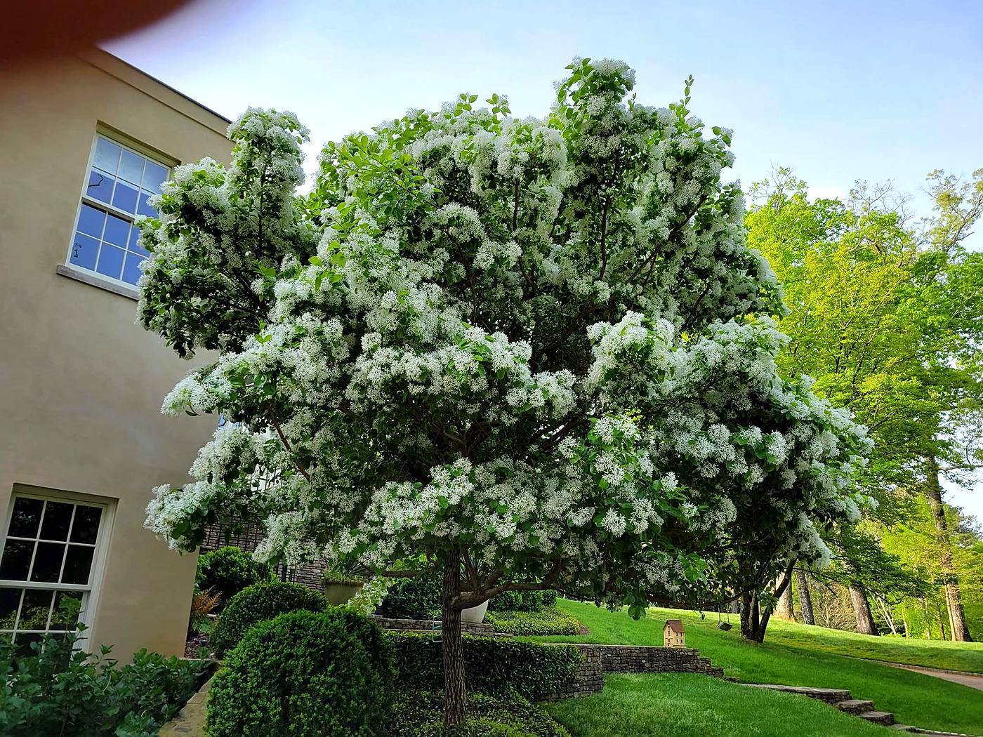 Flowering tree and manicured lawn by Damaso Landscaping, Atlanta GA
