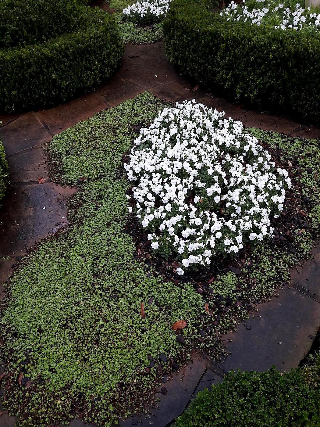 Formal flower garden