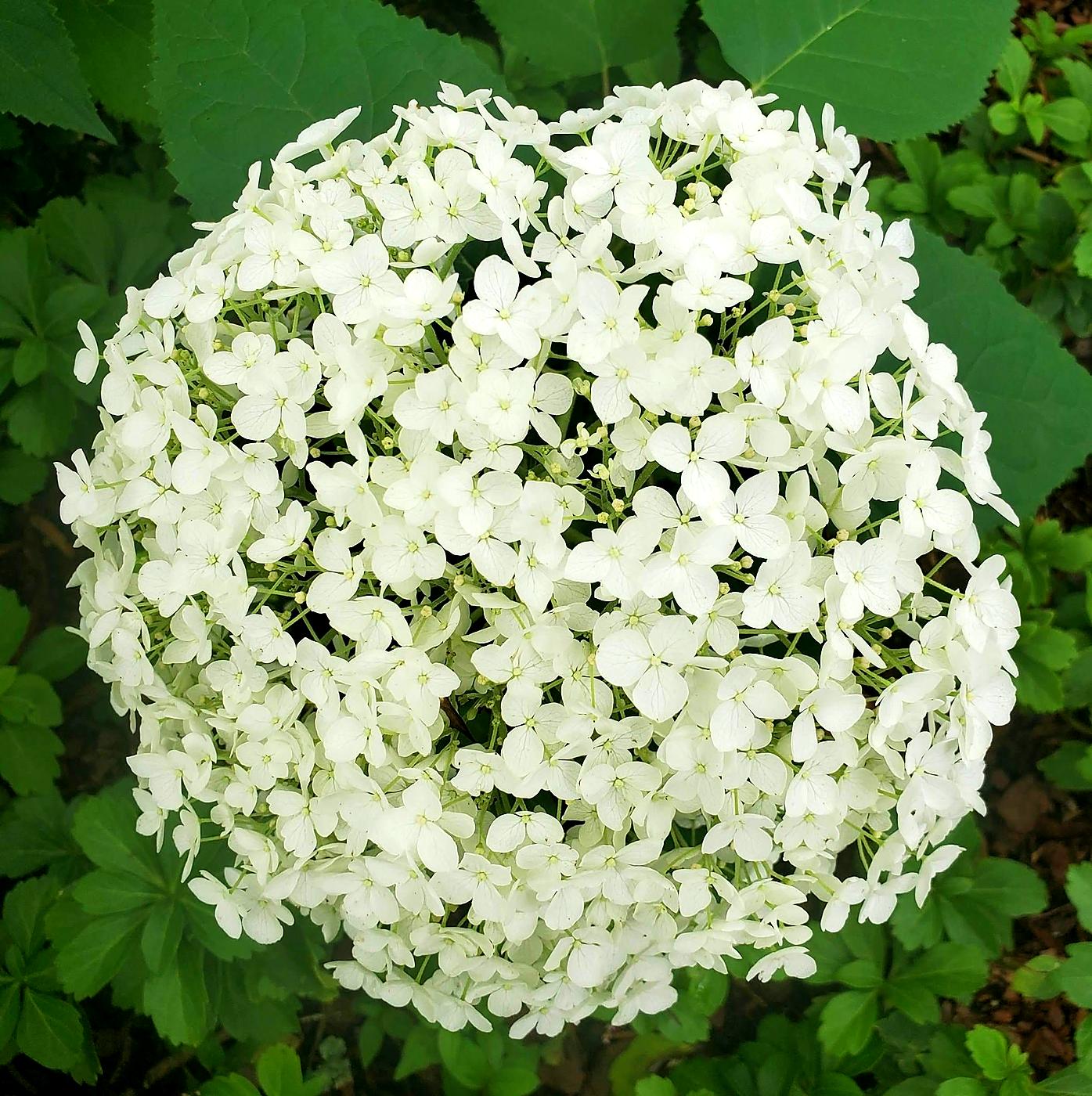 White hydrangea bloom by Damaso Landscaping, Atlanta GA
