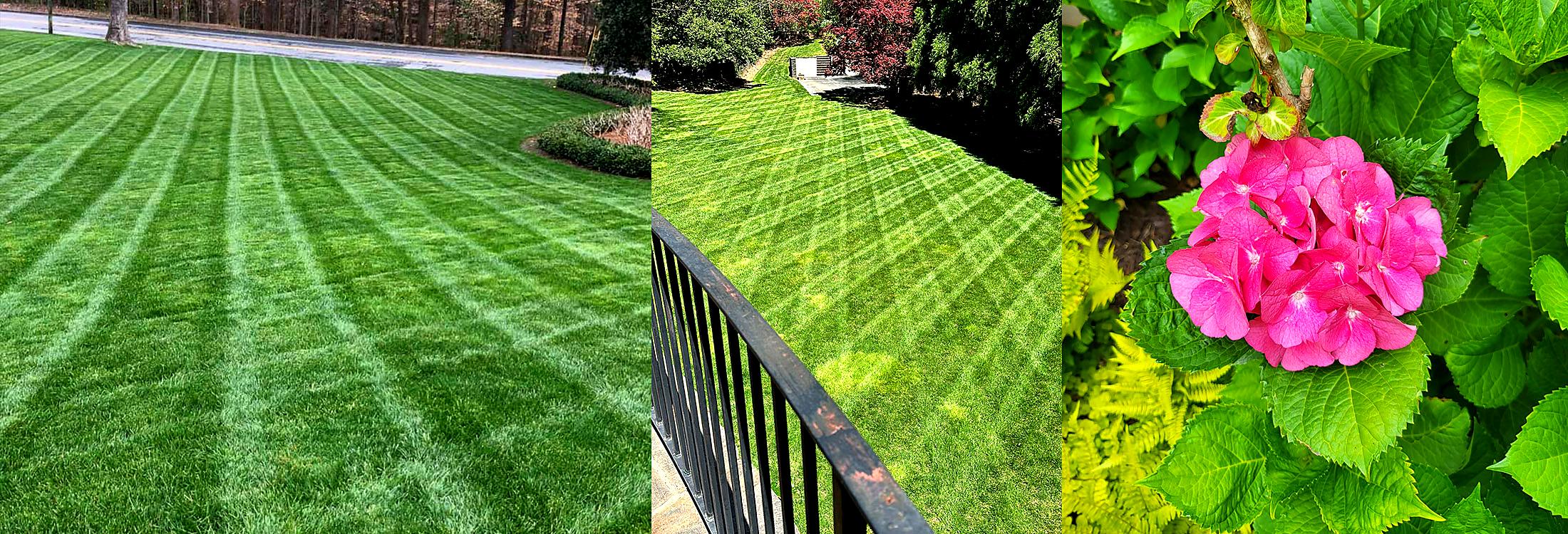 Mowed lawns and blooming hydrangea by Damaso Landscaping, Atlanta GA