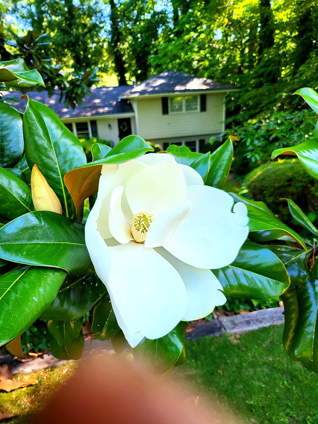 Southern magnolia bloom by Damaso Landscaping, Atlanta GA