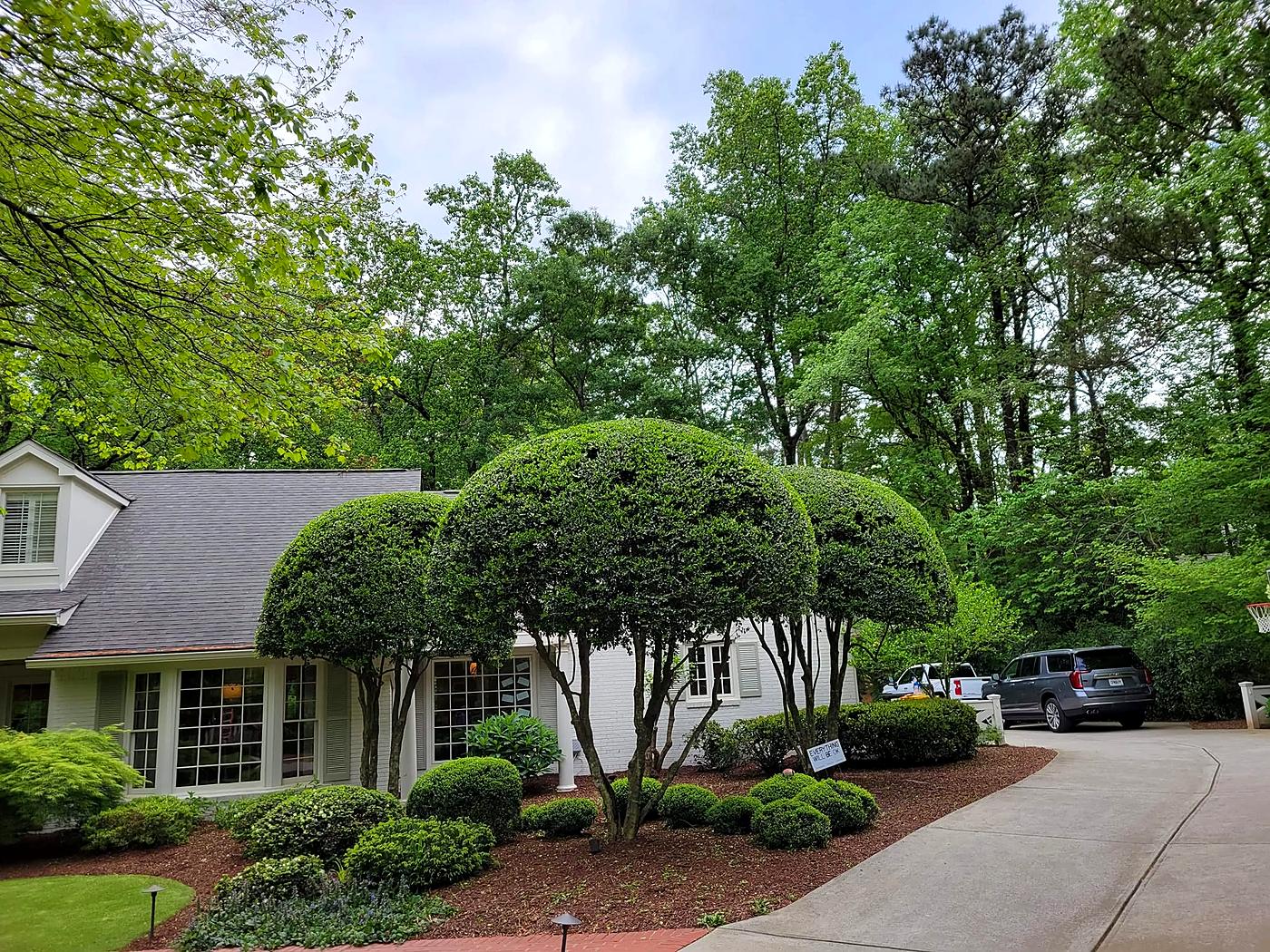 Shaped shrubs and fresh mulch at an Atlanta home