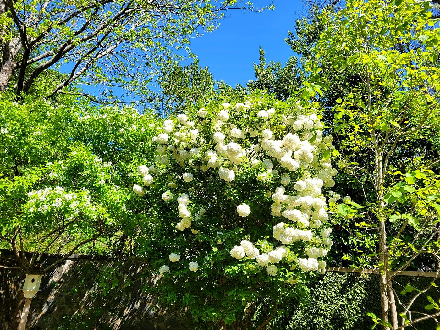 Snowball viburnum in bloom by Damaso Landscaping, Atlanta GA